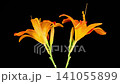 Orange Lily Blossoms. Time Lapse of Opening Beautiful Orange Lily Flowers. Black Background. 4K. 141055899