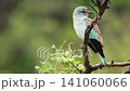European Roller in Greater Kruger National park, South Africa 141060066