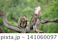 Hooded vulture and White backed Vulture in Greater Kruger National park, South Africa 141060097