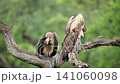 Hooded vulture and White backed Vulture in Greater Kruger National park, South Africa 141060098