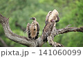 Hooded vulture and White backed Vulture in Greater Kruger National park, South Africa 141060099