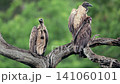 Hooded vulture and White backed Vulture in Greater Kruger National park, South Africa 141060101