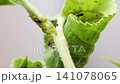 Ants tending clustered aphids on fuzzy plant stem beside fresh green leaves in close macro view with bright soft light, pale blurred background, and detailed natural garden texture 141078065