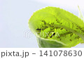 Bright green leaf bud revealing dense aphid clusters and one dark ant on inner surface against pale background, soft high-key light, shallow focus, visible veins, translucent texture 141078630