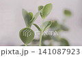 Detail of  green sedum plant with water 141087923