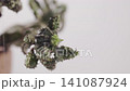 Water on green euphorbia plant  141087924