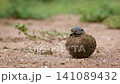 Dung beetle in Greater Kruger National park, South Africa 141089432