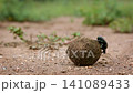 Dung beetle in Greater Kruger National park, South Africa 141089433