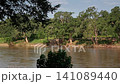 Olifants river in Greater Kruger National park, South Africa 141089440
