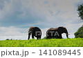 African bush elephant in Greater Kruger National park, South Africa 141089445