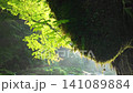 Kikuchi Valley is cool even in summer 141089884