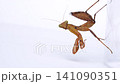 周辺の様子を確認しているハラビロカマキリ(茶色の個体)の子供の動画 141090351