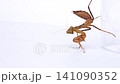 周辺の様子を確認しているハラビロカマキリ(茶色の個体)の子供の動画 141090352