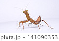 グルーミング中のハラビロカマキリの4k動画 141090353