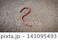 Close-Up Earthworm On Concrete And Soil Highlighting Segmented Body In Garden, A detailed close-up of an earthworm crawling across concrete and soil, showcasing its segmented, moist body and natural t 141095493
