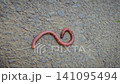 Close-Up Earthworm On Concrete And Soil Highlighting Segmented Body In Garden, A detailed close-up of an earthworm crawling across concrete and soil, showcasing its segmented, moist body and natural t 141095494