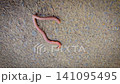 Close-Up Earthworm On Concrete And Soil Highlighting Segmented Body In Garden, A detailed close-up of an earthworm crawling across concrete and soil, showcasing its segmented, moist body and natural t 141095495