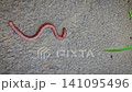 Close-Up Earthworm On Concrete And Soil Highlighting Segmented Body In Garden, A detailed close-up of an earthworm crawling across concrete and soil, showcasing its segmented, moist body and natural t 141095496