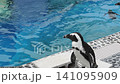 一隻可愛的南非企鵝閉著眼睛站在水族館的池邊。 141095909