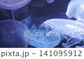 特寫鏡頭展現了一隻半透明、空靈的月亮水母悠閒地漂浮在黑暗的水族箱中。 141095912