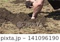 畑にスイカの苗を植える男性 141096190