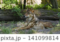 The wolf, Canis lupus, also known as the grey wolf or timber wolf is a canine native to the wilderness and remote areas of Eurasia and North America. 141099814