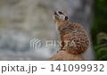 Meerkat, Suricata suricatta sitting on a stone and looking into the distance in order to spy on enemies and warn the herd 141099932