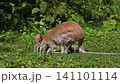 The agile wallaby, Macropus agilis also known as the sandy wallaby is a species of wallaby found in northern Australia and New Guinea. 141101114