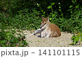 The agile wallaby, Macropus agilis also known as the sandy wallaby is a species of wallaby found in northern Australia and New Guinea. 141101115