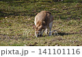 The agile wallaby, Macropus agilis also known as the sandy wallaby is a species of wallaby found in northern Australia and New Guinea. 141101116