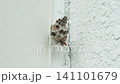 巣を作る蜂 141101679