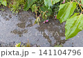 puddle on rainy day 141104796