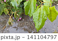 puddle on rainy day 141104797