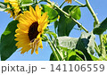 Summer sunflower 141106559