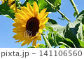 Summer sunflower 141106560