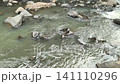 Scenic view of a rocky river stream with a calm current. 141110296