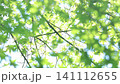 Green maple leaves swaying in the wind [Focus shift] [Focus shift] 141112655