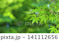 Fixed-camera shot of a freshly green maple leaf with insect damage. 141112656