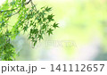 A fixed-camera shot of a maple tree with fresh green leaves swaying in the early summer breeze by the pond. 141112657