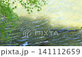 A fixed image of carp in a pond and maple leaves swaying in the wind. 141112659