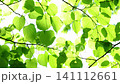Close-up of fresh green linden leaves swaying in the wind. [White background] [Fixed image] 141112661