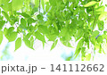 Close-up of fresh green zelkova leaves swaying in the wind. [Fixed] [White background] 141112662