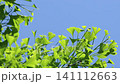 Close-up of young ginkgo leaves swaying in the wind [Fresh green leaves] [Blue sky background] 141112663