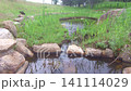 A small pond with clear water 141114029