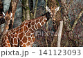 Giraffe, Giraffa camelopardalis is an African even-toed ungulate mammal, the tallest living terrestrial animal and the largest ruminant. 141123093