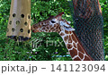 Giraffe, Giraffa camelopardalis is an African even-toed ungulate mammal, the tallest living terrestrial animal and the largest ruminant. 141123094
