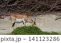 The Indian Blackbuck, Antelope cervicapra or Indian antelope inhabits grassy plains and slightly forested areas. Fast animals, the blackbuck can run at as high as 80 kilometers per hours. 141123286