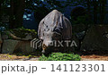 The Indian Rhinoceros, Rhinoceros unicornis is also called Greater One-horned Rhinoceros and Asian One-horned Rhinoceros and belongs to the Rhinocerotidae family. 141123301