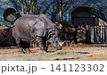 The Indian Rhinoceros, Rhinoceros unicornis is also called Greater One-horned Rhinoceros and Asian One-horned Rhinoceros and belongs to the Rhinocerotidae family. 141123302