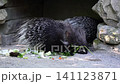 The Indian crested Porcupine, Hystrix indica or Indian porcupine is a large species of hystricomorph rodent belonging to the Old World porcupine family Hystricidae 141123871